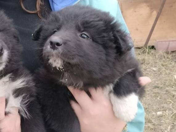 Adotta un cane, femmina, 2 mesi, Trapani