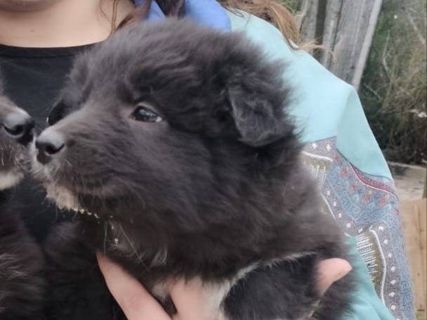 Adotta un cane, taglia media, femmina, Trapani