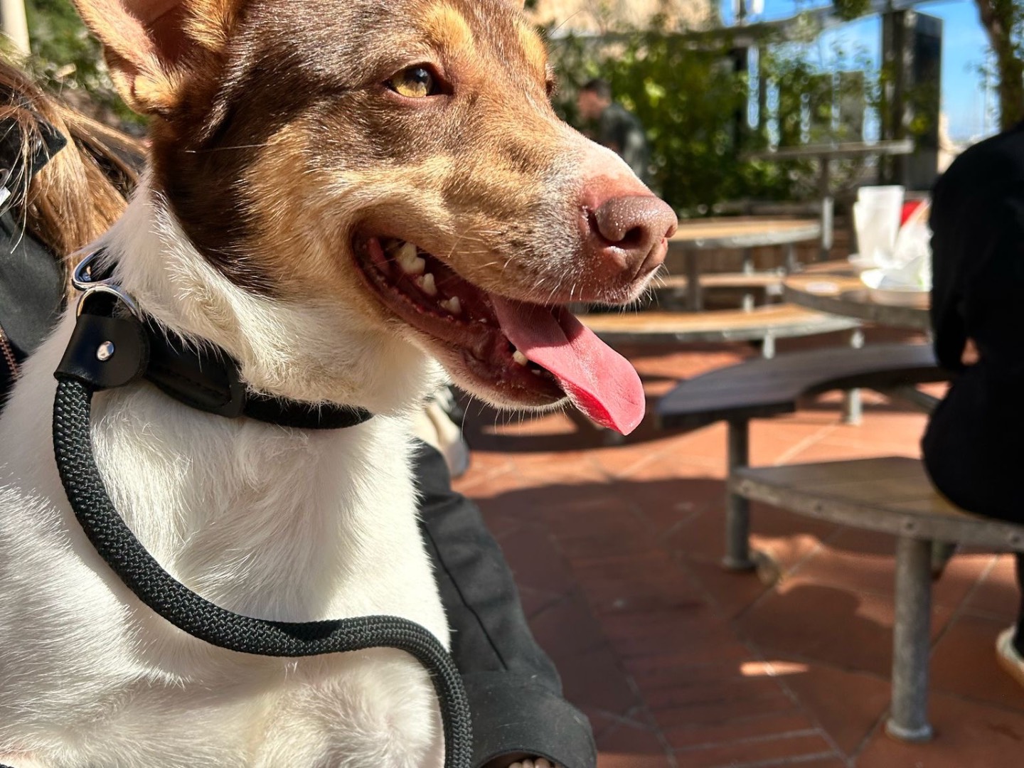 Adozione cane, maschio, Jack Russell Terrier Razza sconosciuta, 2 anni e 6 mesi, taglia piccola, Pavia