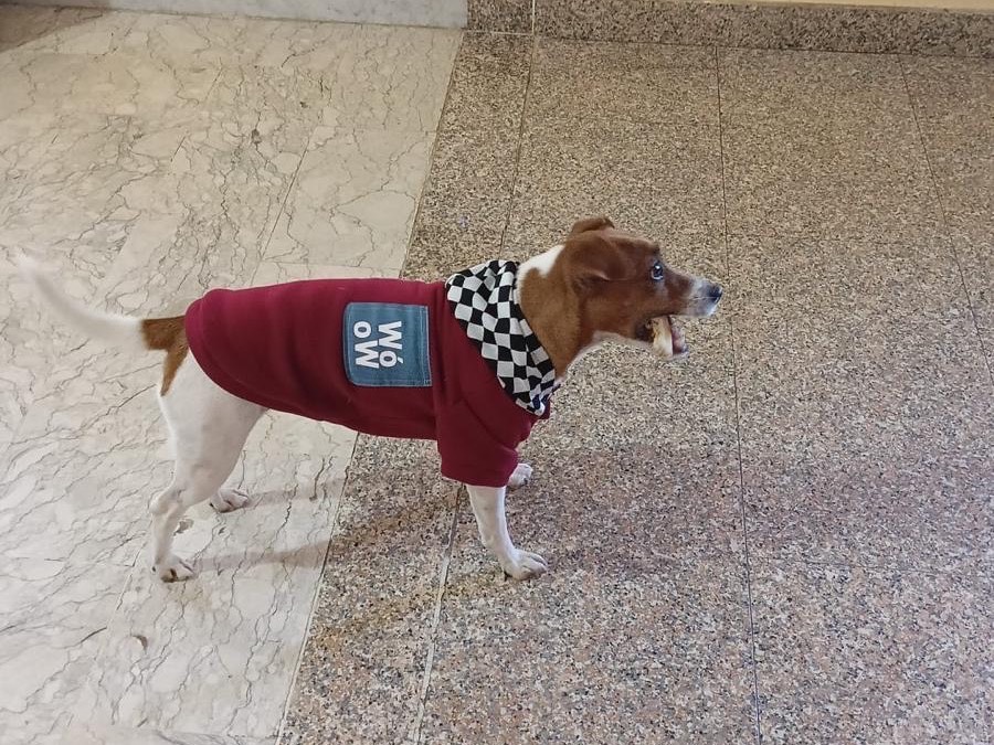 Adotta un cane, maschio, 2 anni e 6 mesi, Pavia