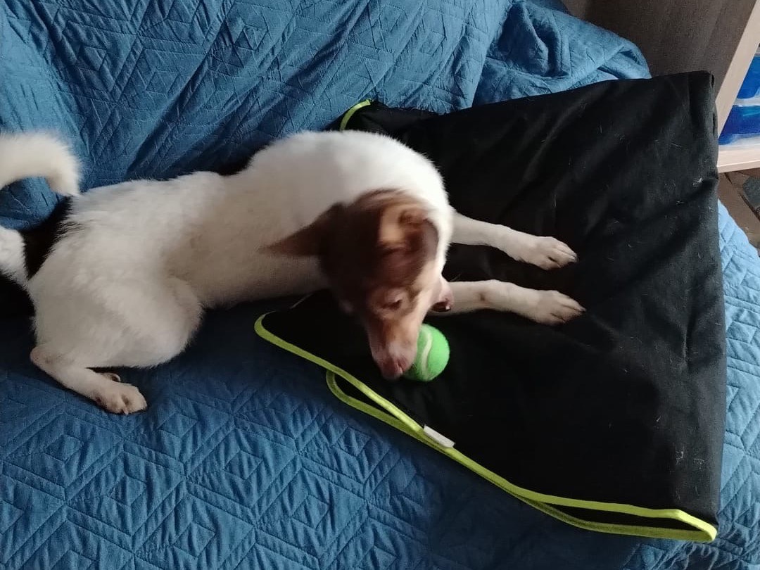 Adotta un cane, taglia piccola, maschio, Pavia