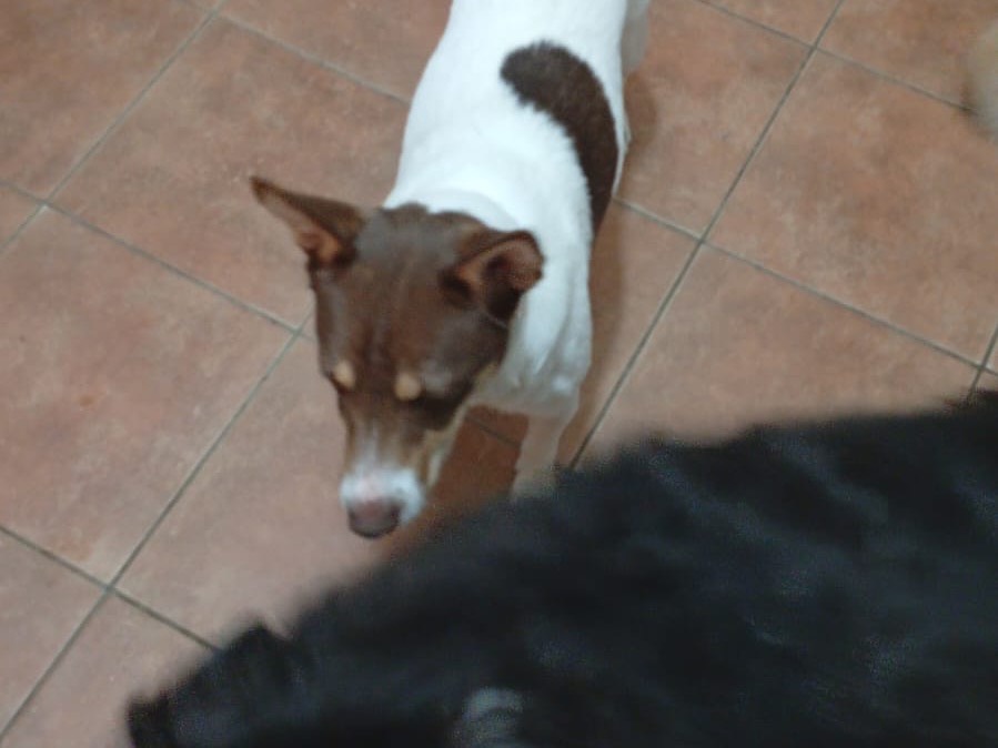 Vuoi adottare un cane a Pavia?