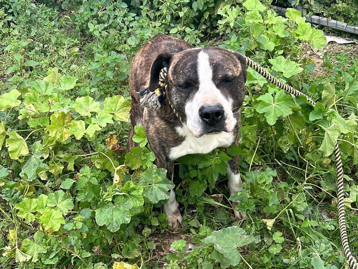 Vuoi adottare un cane a Pavia?