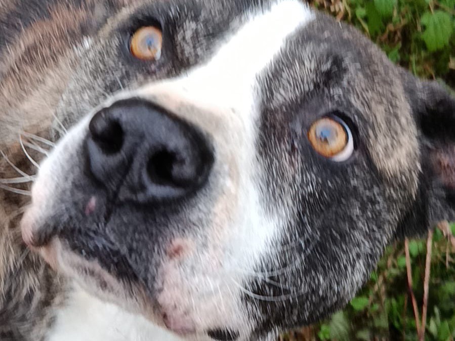 Adotta il cane Achille a Pavia