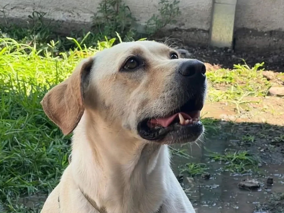 Vuoi adottare un cane a Caserta?