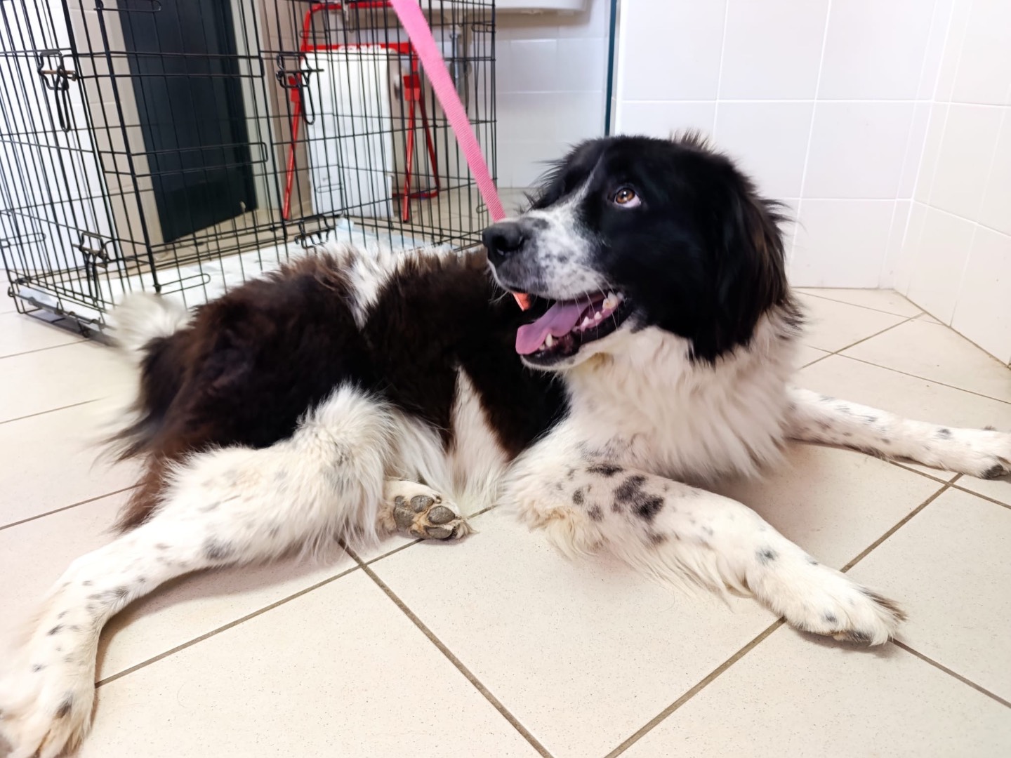 Adotta il cane Nilo a Como