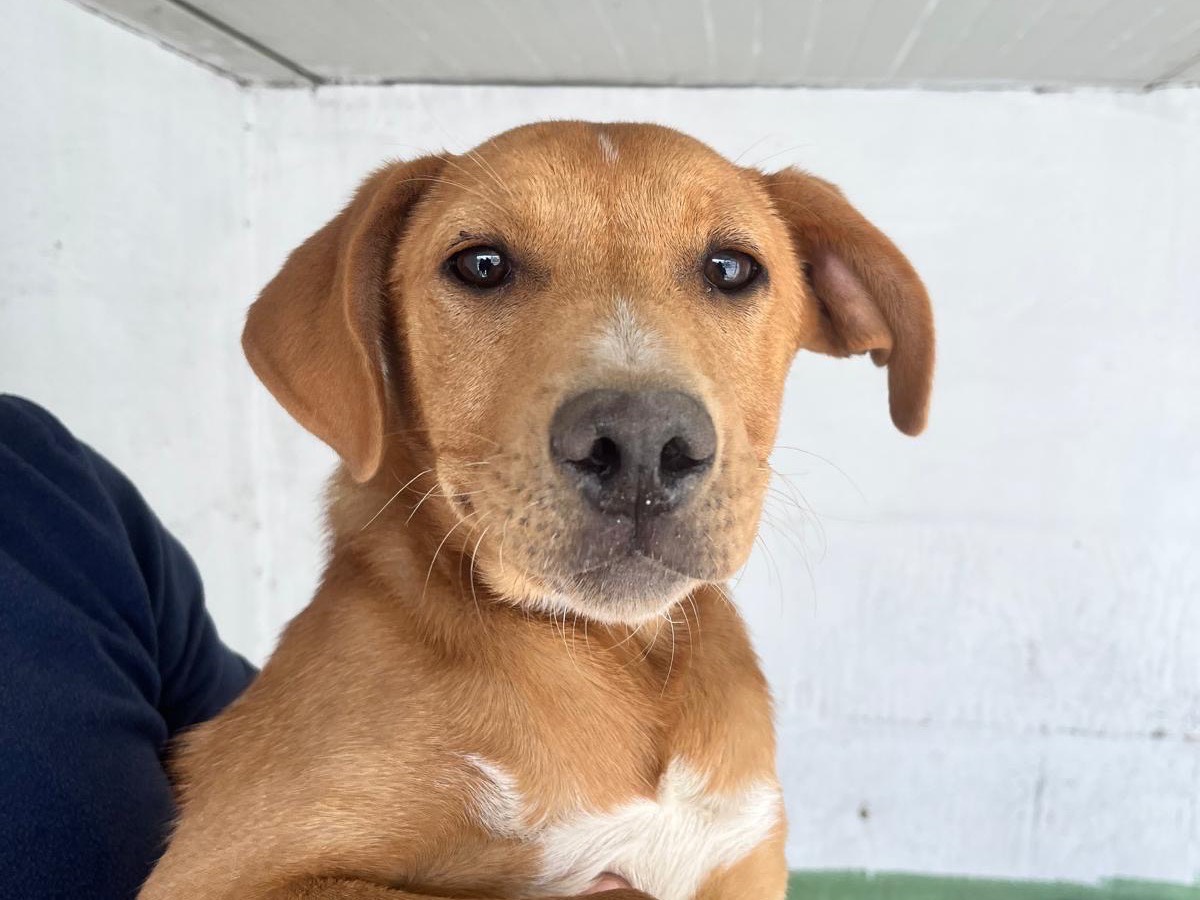 Adozione cane, femmina, Labrador Retriever Razza sconosciuta, 4 mesi, taglia piccola, Napoli