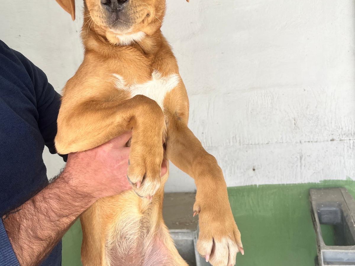 Adotta un cane, femmina, 4 mesi, Napoli