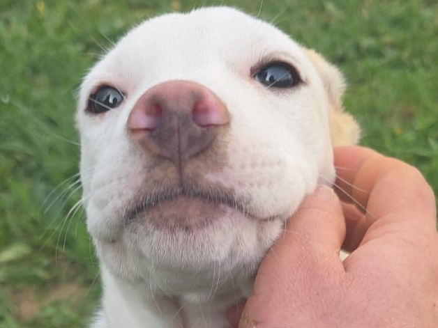 Adozione cane, femmina, Razza sconosciuta Razza sconosciuta, 6 mesi, taglia media contenuta, Bergamo