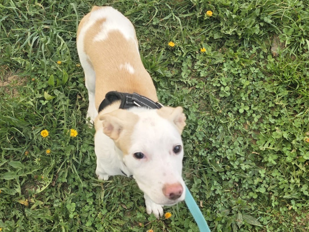 Adotta un cane, femmina, 6 mesi, Bergamo