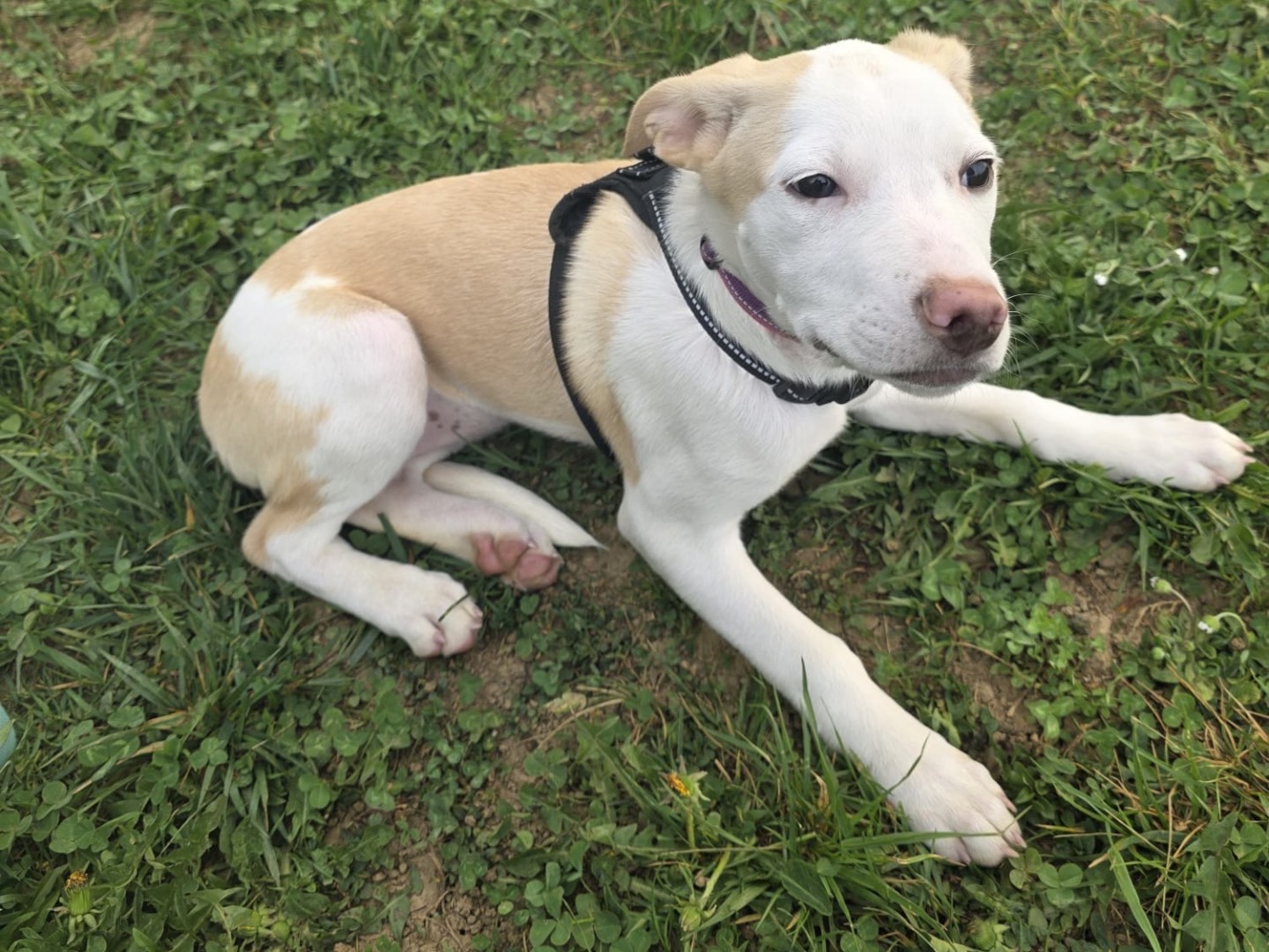 Adotta un cane, taglia media contenuta, femmina, Bergamo