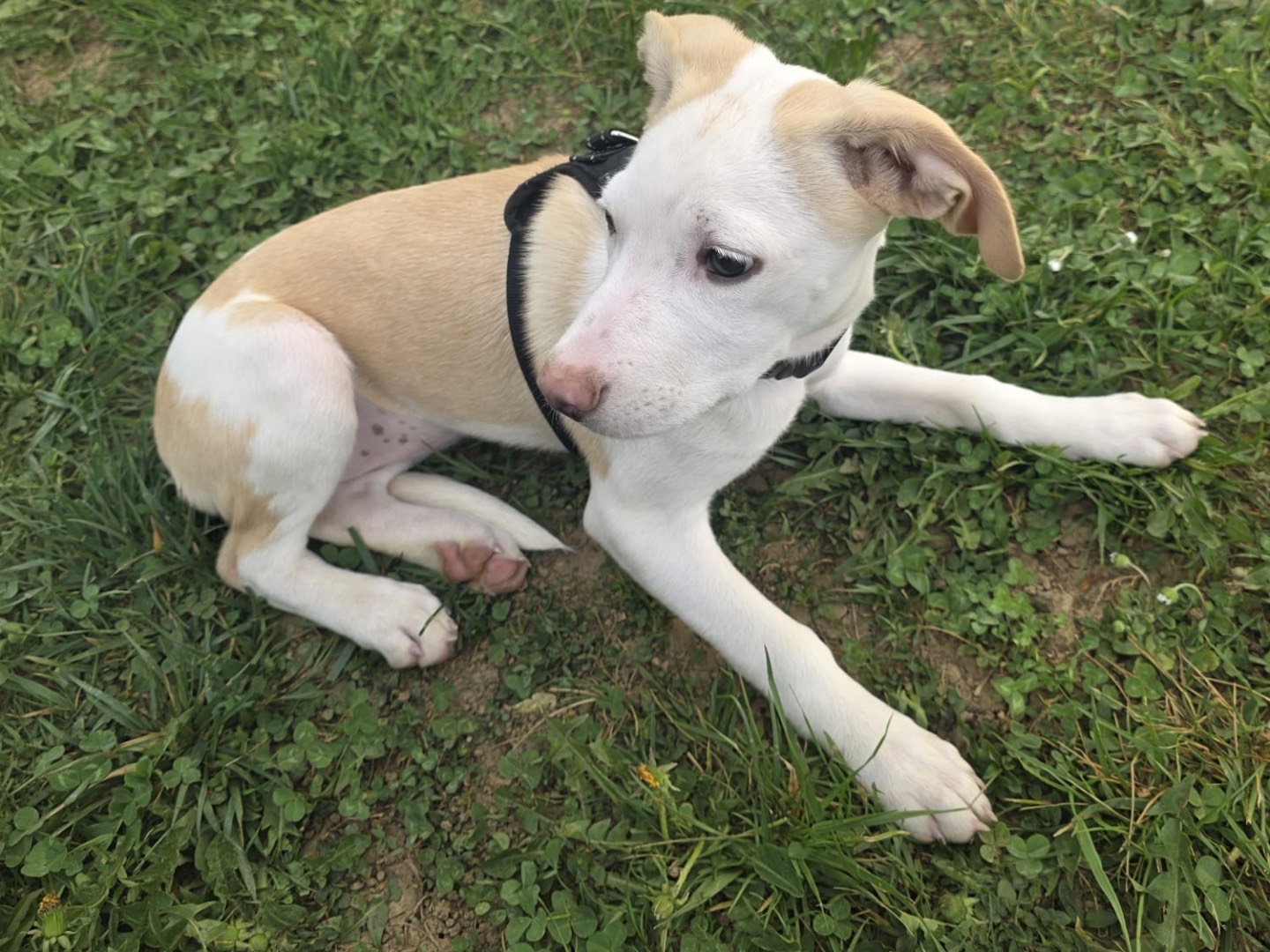 Vuoi adottare un cane a Bergamo?