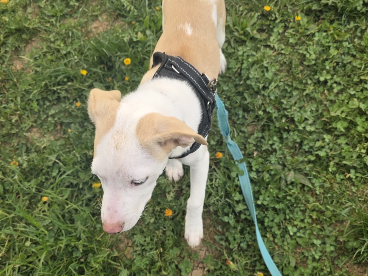 Adotta il cane Saba a Bergamo