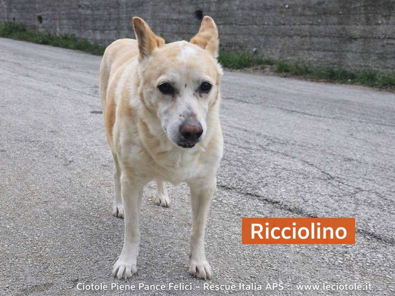 Adozione cane, maschio, Razza sconosciuta Razza sconosciuta, 11 anni e 3 mesi, taglia media, Avellino