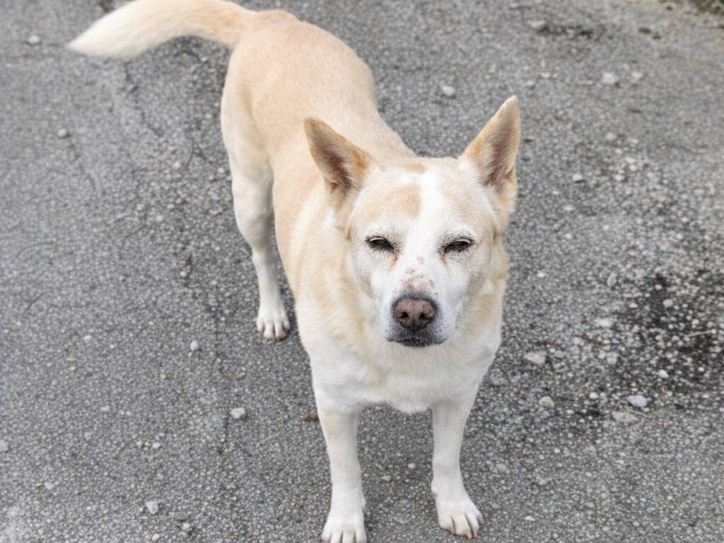 Adotta un cane, maschio, 11 anni e 3 mesi, Avellino