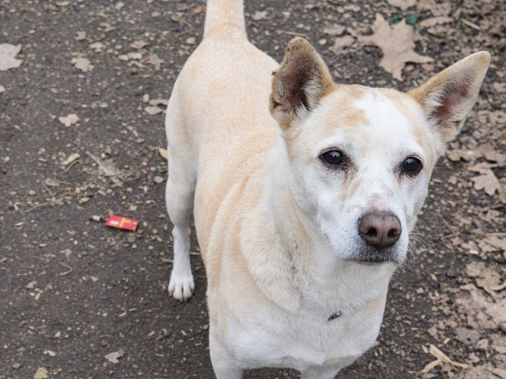 Adotta un cane, taglia media, maschio, Avellino