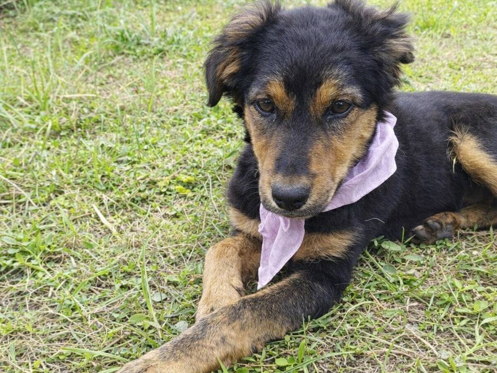 Adotta un cane, femmina, 3 mesi, Caltanissetta