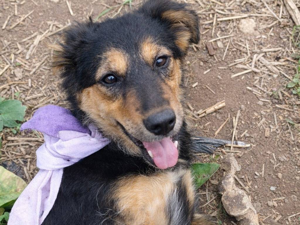 Adotta un cane, taglia piccola, femmina, Caltanissetta