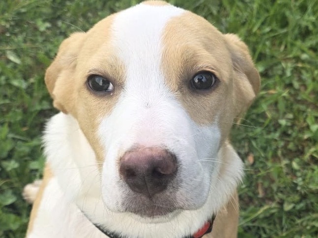 Adotta un cane, maschio, 2 mesi, Bergamo