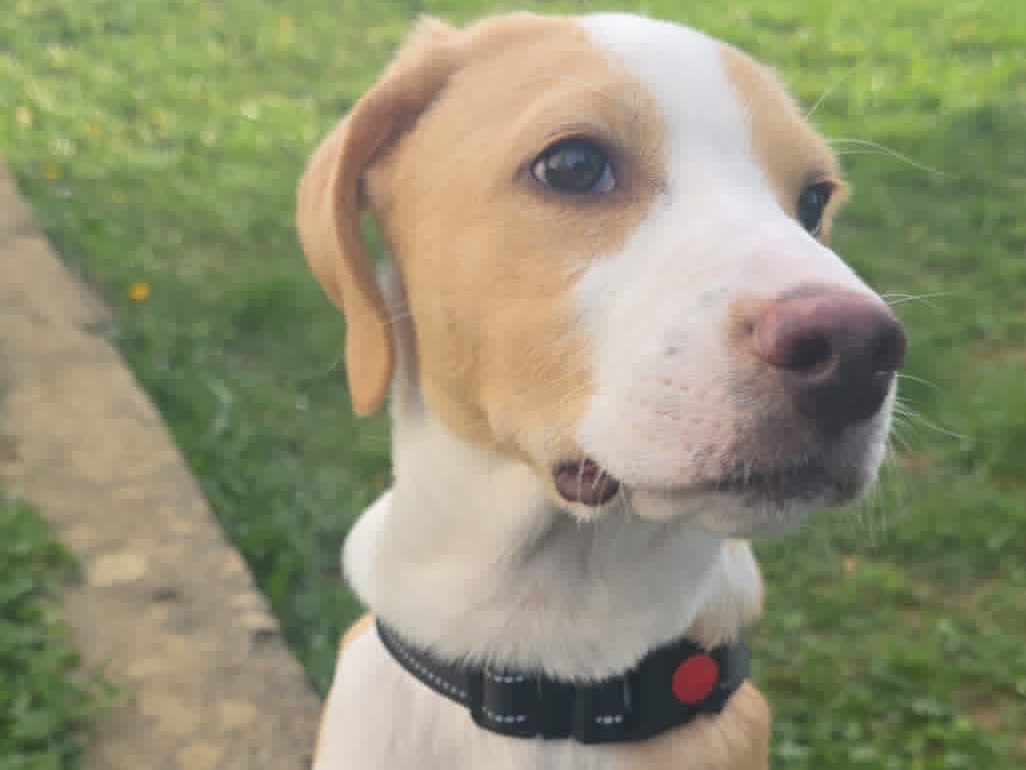 Adozione cane, maschio, Razza sconosciuta Razza sconosciuta, 2 mesi, taglia piccola, Bergamo