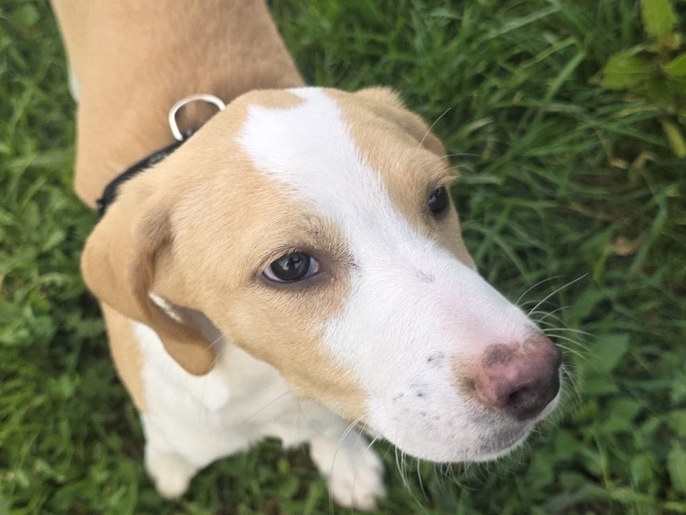 Adotta un cane, taglia piccola, maschio, Bergamo