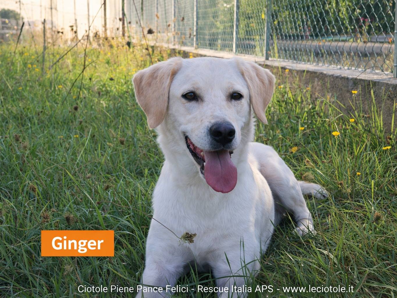 Adozione cane, femmina, Razza sconosciuta Razza sconosciuta, 5 anni e 2 mesi, taglia grande, Avellino