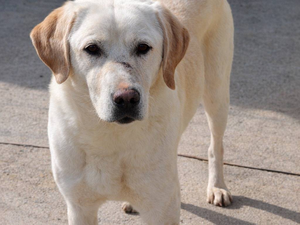 Adotta un cane, taglia grande, femmina, Avellino