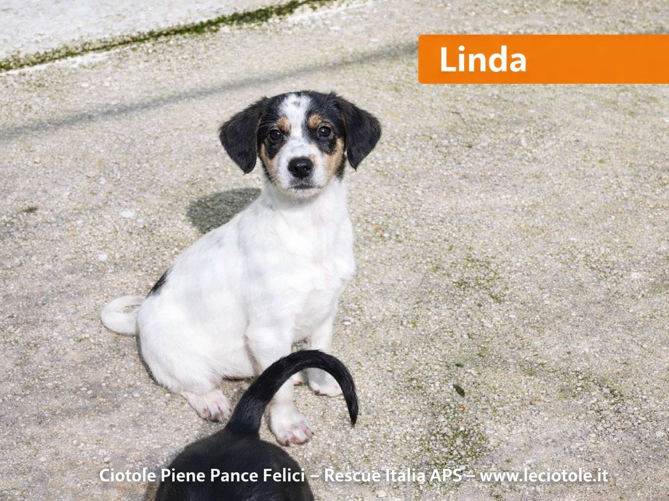 Adozione cane, femmina, Razza sconosciuta Razza sconosciuta, 2 mesi, taglia piccola, Avellino
