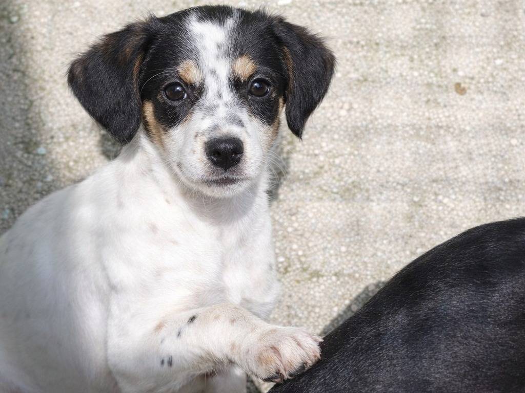 Adotta un cane, femmina, 2 mesi, Avellino