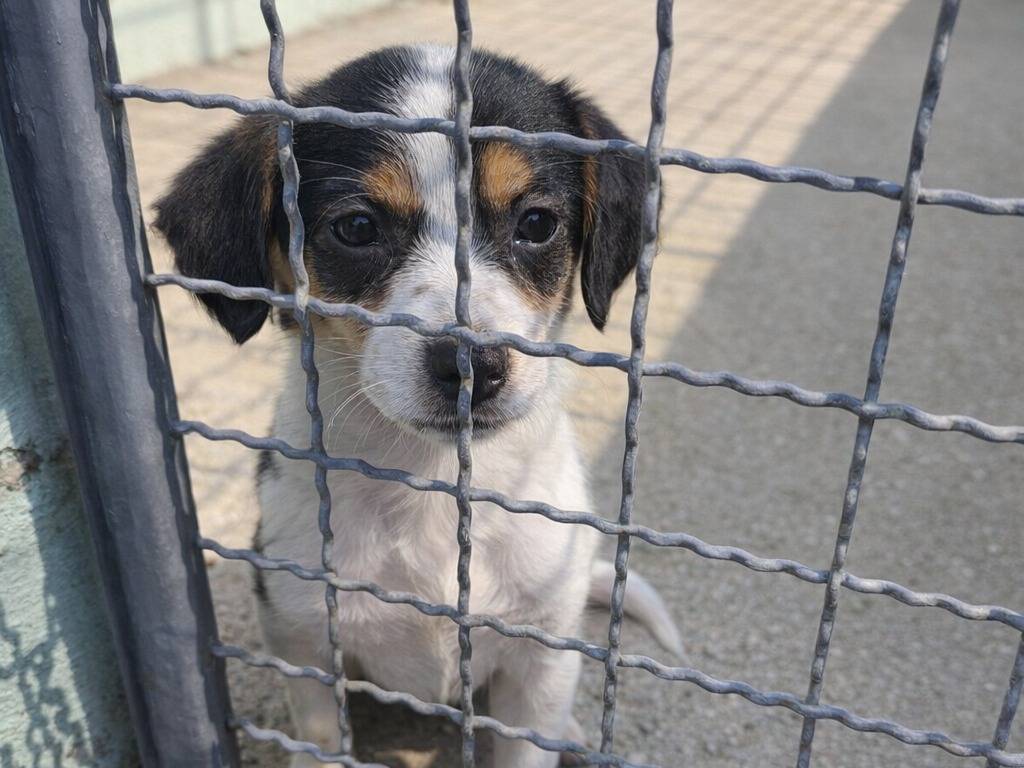 Adotta un cane, taglia piccola, femmina, Avellino