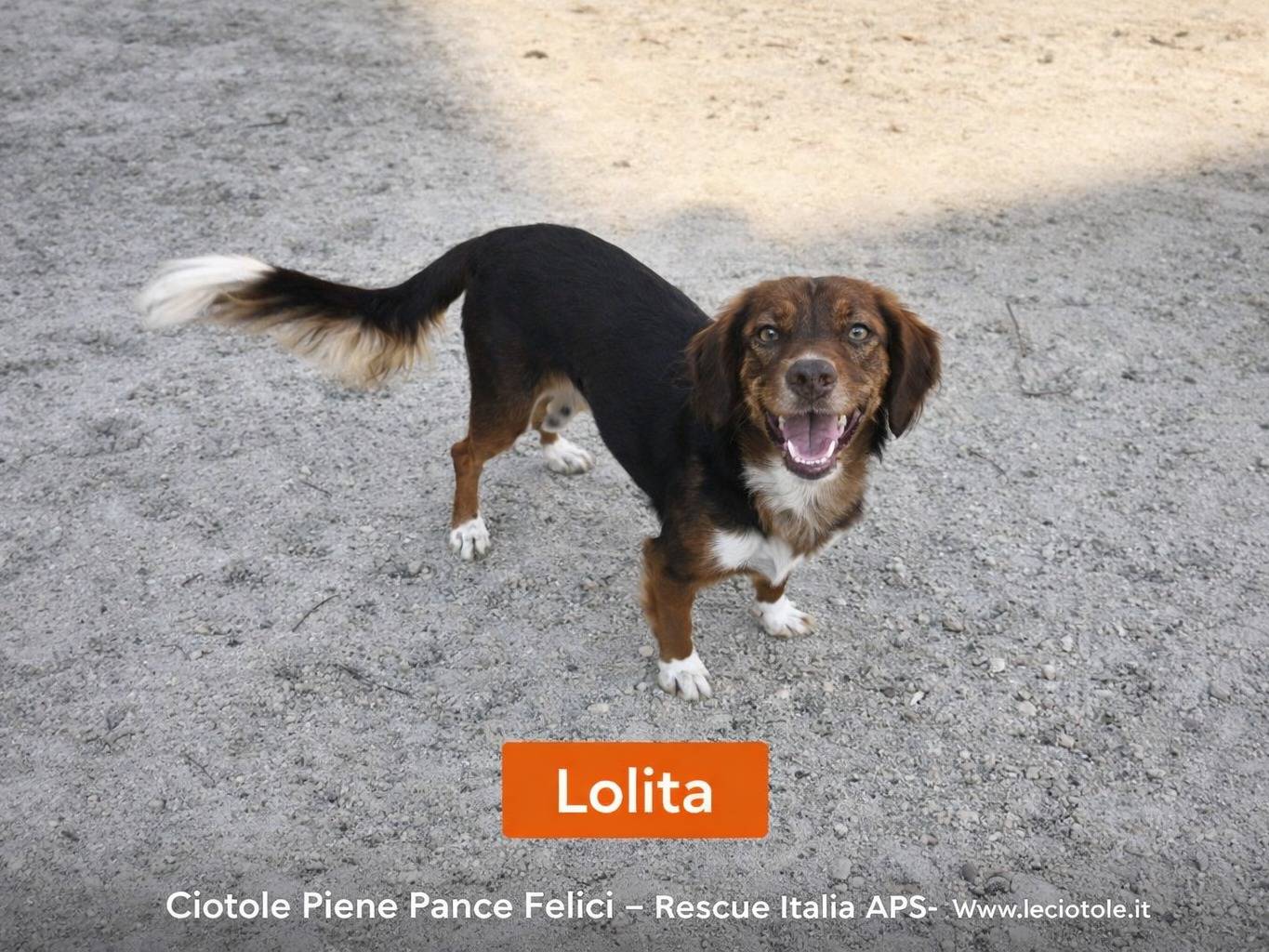 Adozione cane, femmina, Razza sconosciuta Razza sconosciuta, 1 anno e 8 mesi, taglia piccola, Avellino