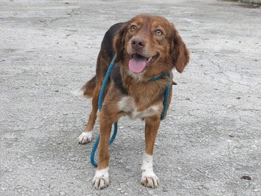 Adotta un cane, femmina, 1 anno e 8 mesi, Avellino