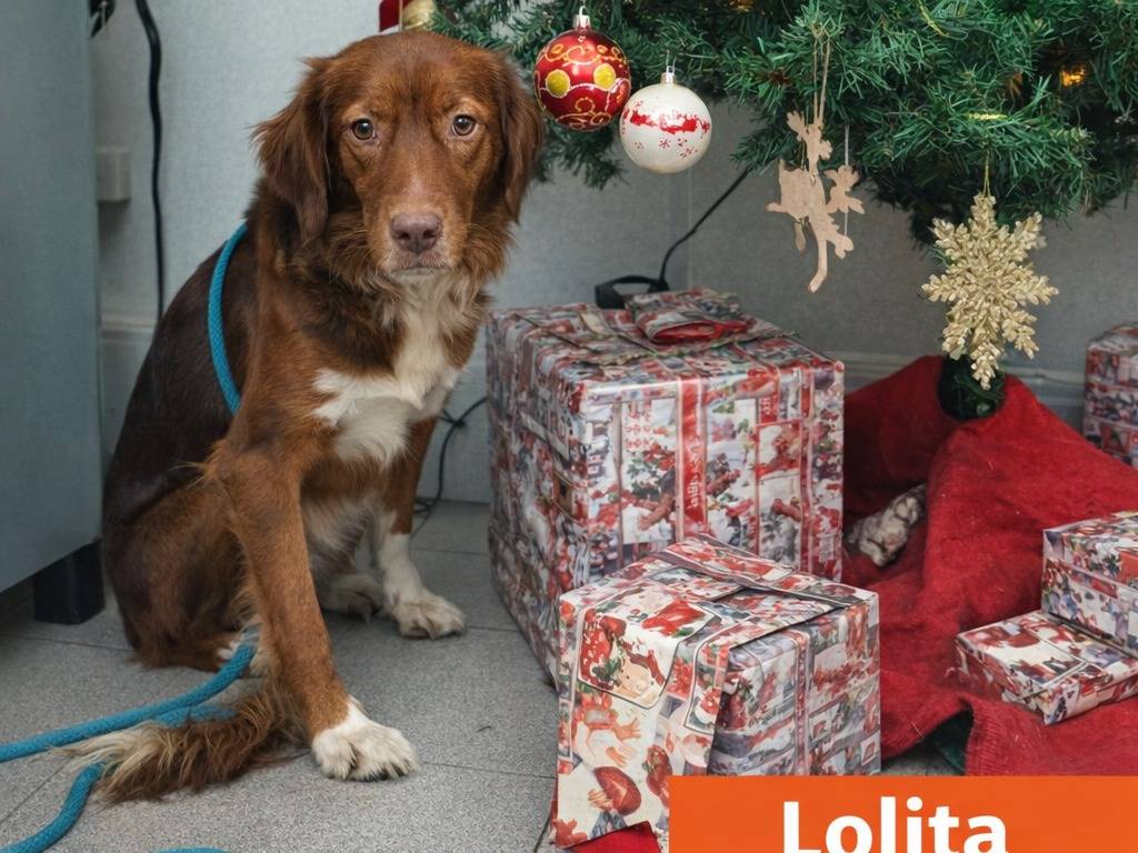 Adotta un cane, taglia piccola, femmina, Avellino