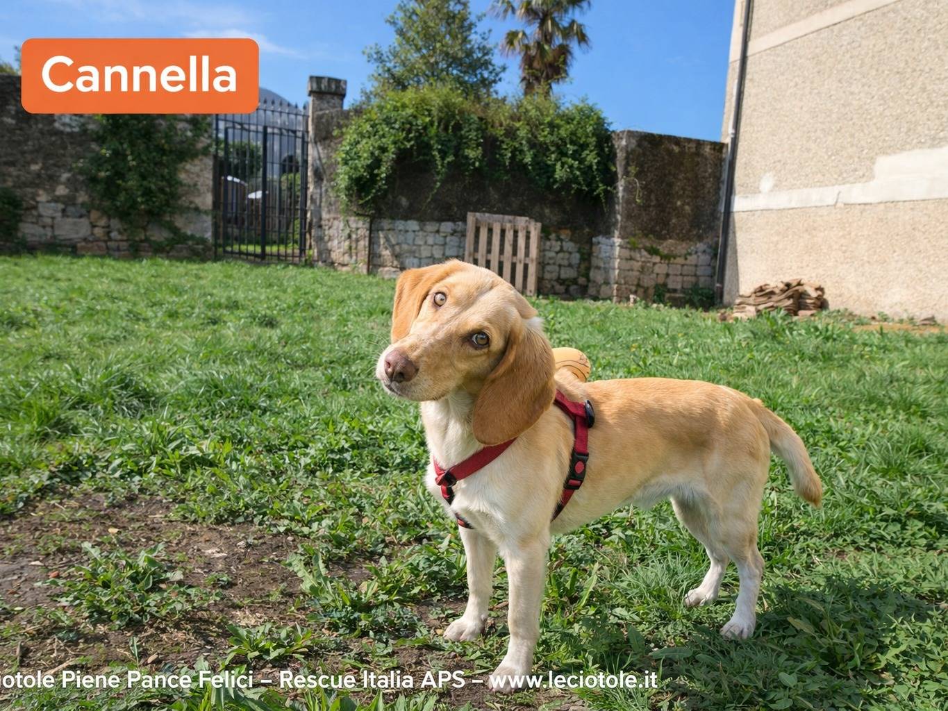 Adozione cane, femmina, Razza sconosciuta Razza sconosciuta, 1 anno e 6 mesi, taglia piccola, Avellino