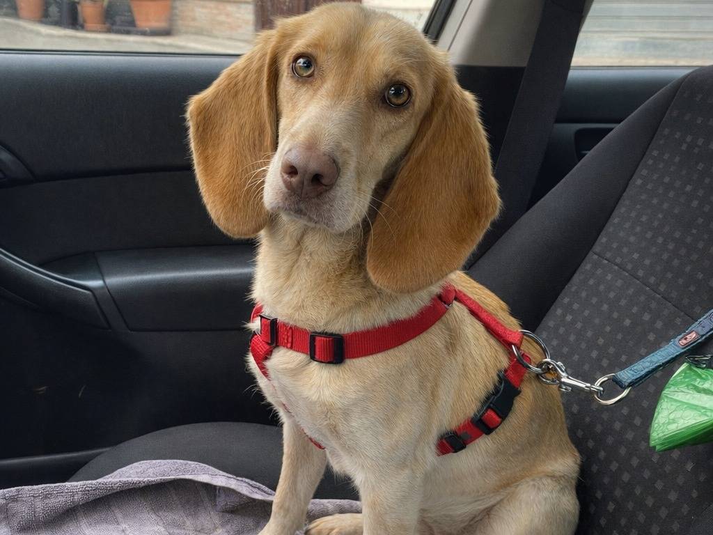 Adotta un cane, taglia piccola, femmina, Avellino