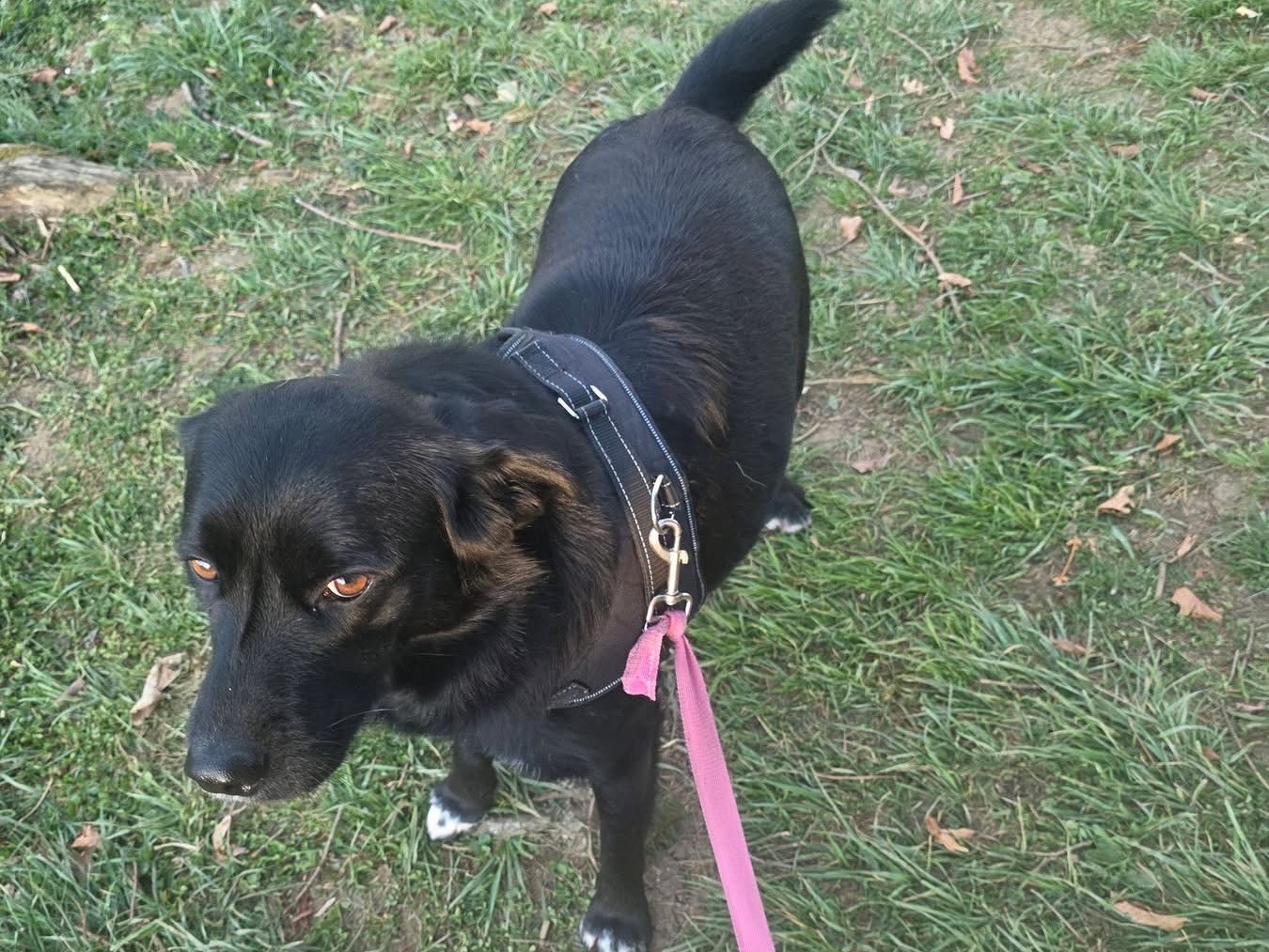 Vuoi adottare un cane a Bergamo?