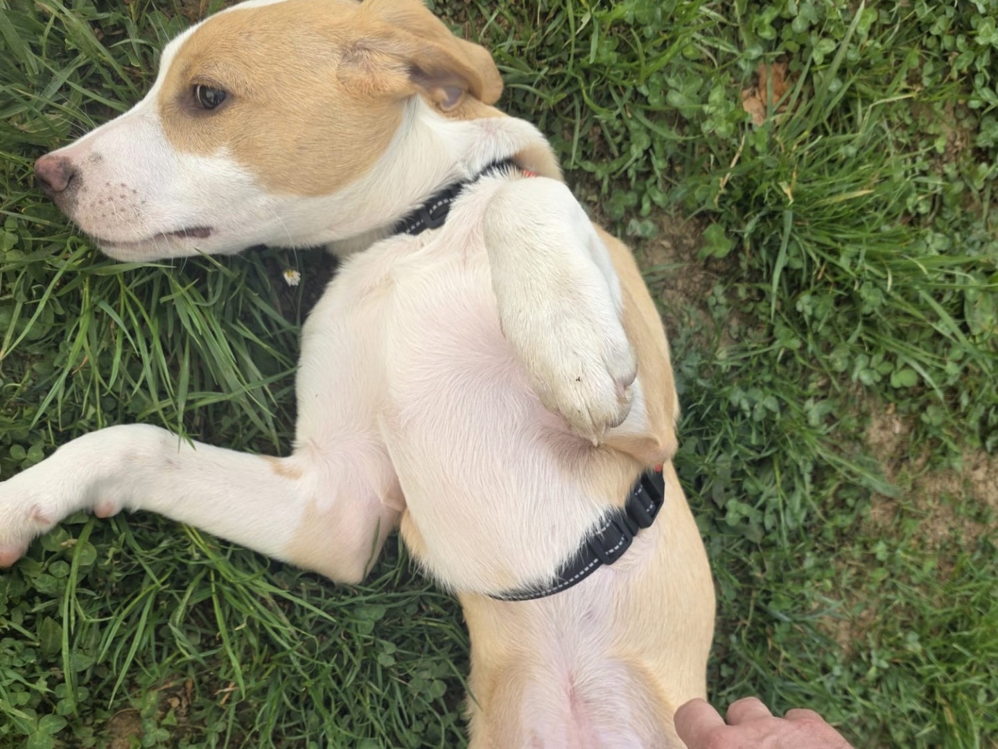 Vuoi adottare un cane a Bergamo?