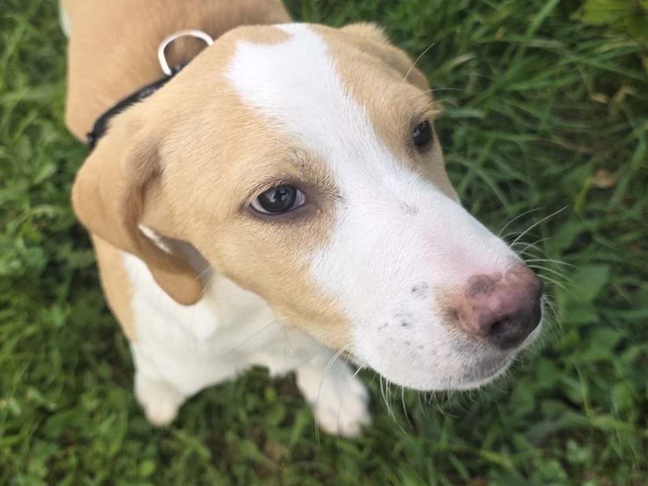 Adotta il cane Demy a Bergamo