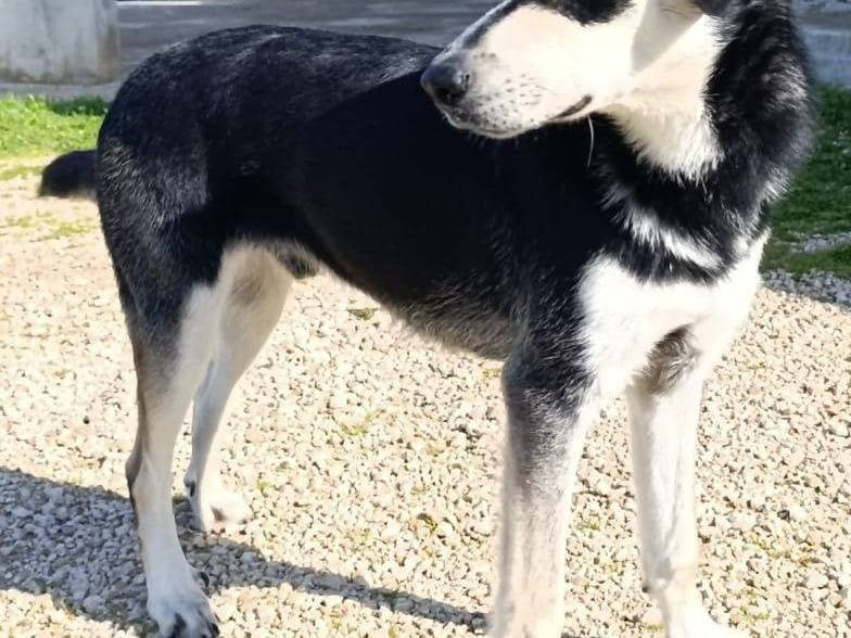 Adotta un cane, taglia media, maschio, Bari