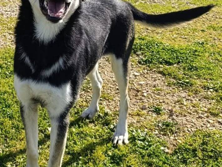 Vuoi adottare un cane a Bari?