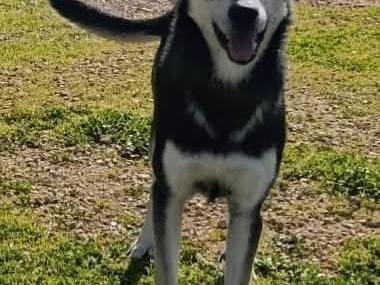 Adotta il cane Kevin a Bari