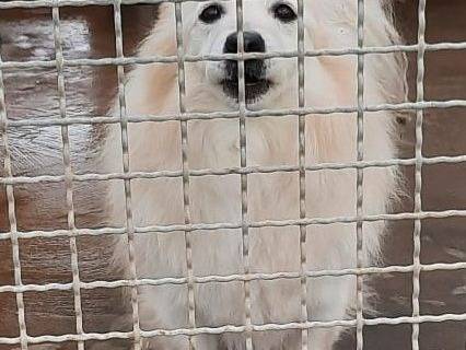 Adozione cane, maschio, Razza sconosciuta Razza sconosciuta, 1 anno e 3 mesi, taglia media contenuta, Bari