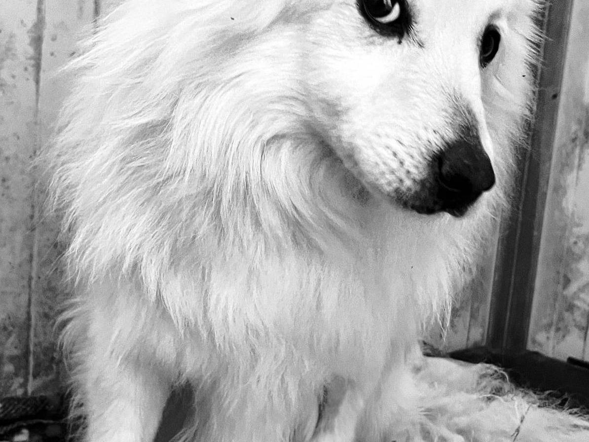 Adotta un cane, taglia media contenuta, maschio, Bari