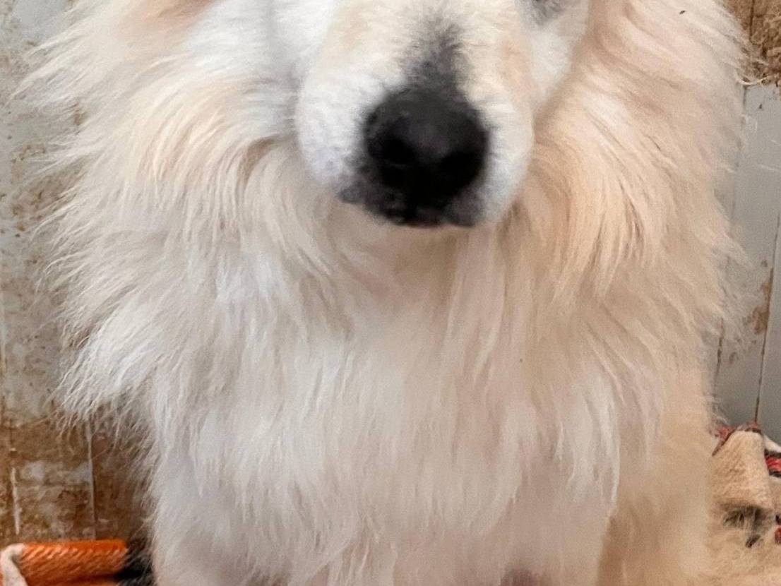 Vuoi adottare un cane a Bari?