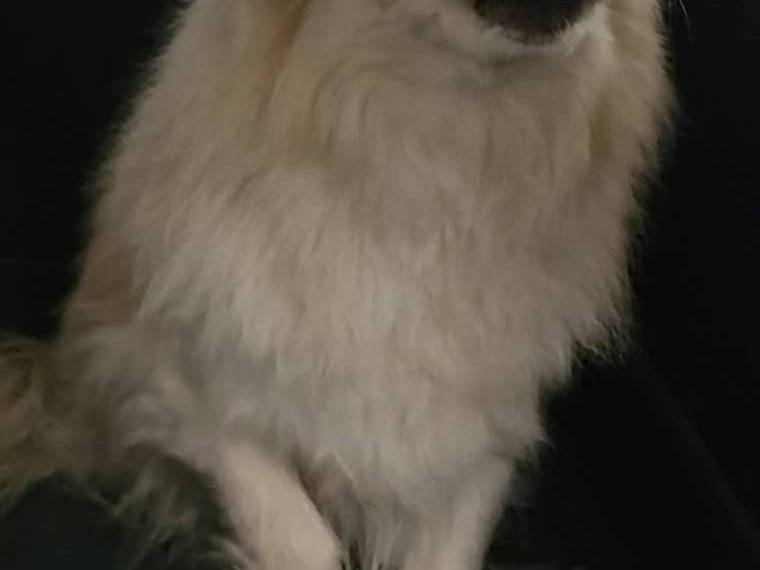 Adotta il cane Jhonny a Bari