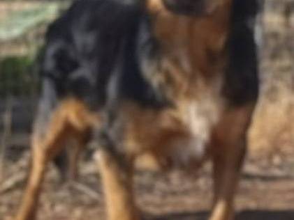 Adotta il cane Lois a Bari