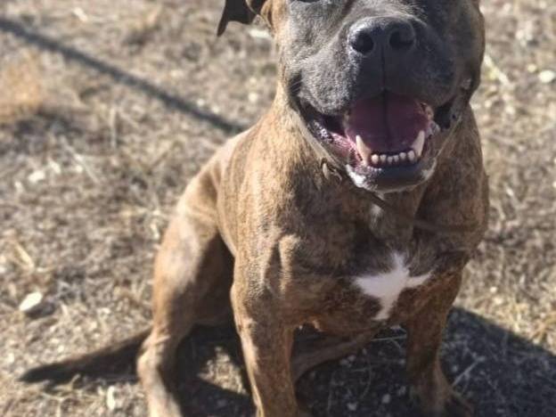 Adozione cane, femmina, Razza sconosciuta Razza sconosciuta, 3 anni, taglia grande, Bari