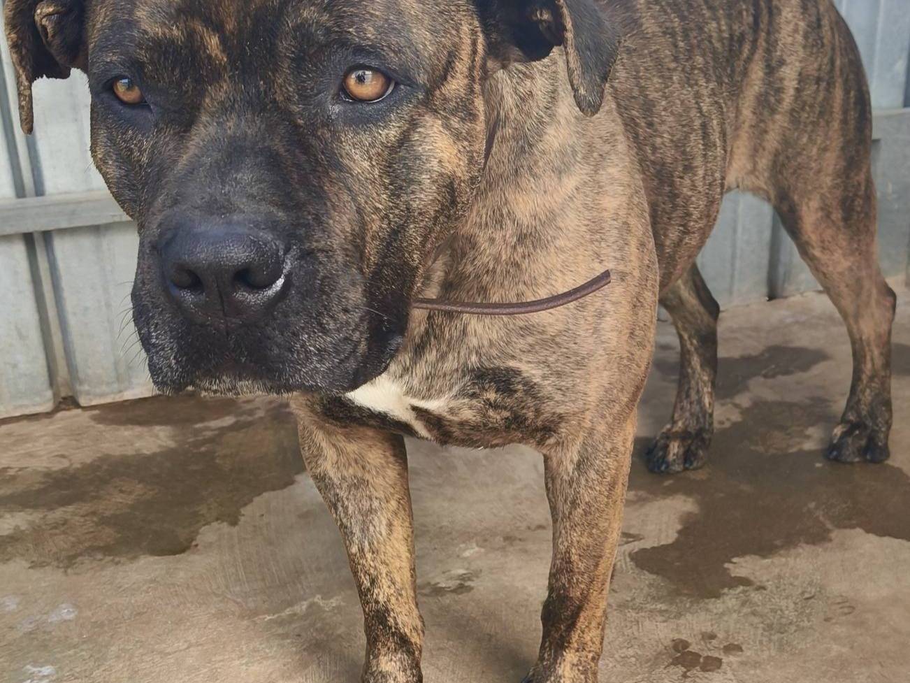 Adotta un cane, femmina, 3 anni, Bari