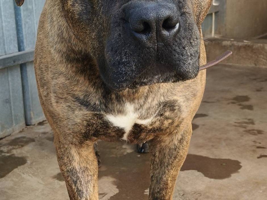 Adotta un cane, taglia grande, femmina, Bari