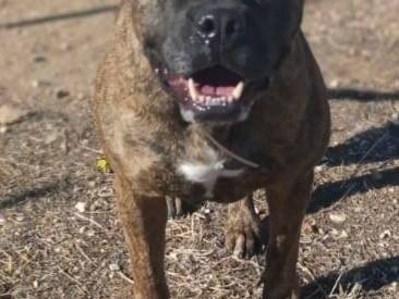 Vuoi adottare un cane a Bari?